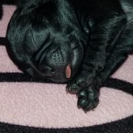 Girl 4 - Black female Pug puppy in Humble, Texas from Rick Barrera Pugs