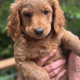 Pop-I - Red  male Goldendoodle puppy in Gig Harbor, Washington from Sandy’s Goldendoodles