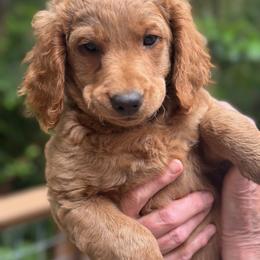 Pop-I - Red  male Goldendoodle puppy in Gig Harbor, Washington from Sandy’s Goldendoodles