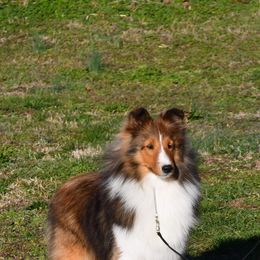Shetland Sheepdog All Grown Up from Odyssey Shetland Sheepdogs