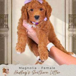 Magnolia - Cream female Goldendoodle puppy in Norcross, Georgia from Teddy Puppies