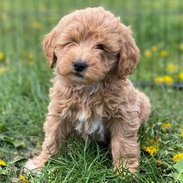Bernedoodles, Bernese Mountain Dogs, and Goldendoodles from TurkeyCreek-K9