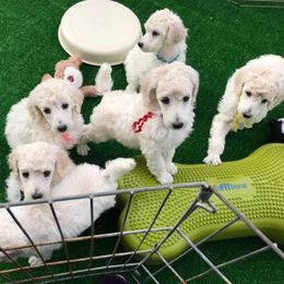 Poodles from Lorien Standard Poodles