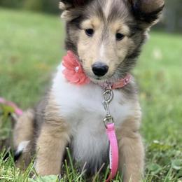 Shetland Sheepdog Puppies from Lexy Hannon