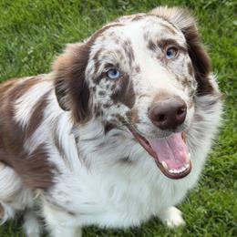 Copper - Red merle male Australian Shepherd puppy in Flemington, New Jersey from Aislin Fields