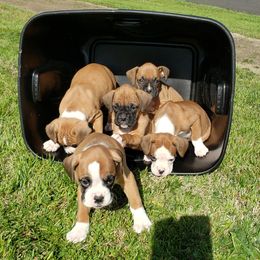 Boxer Puppies from Olde Mill Town Boxers