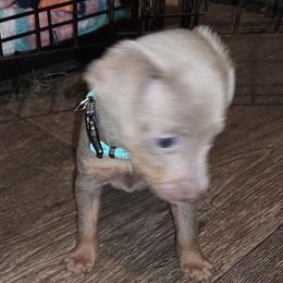 SFM3 4-26 Light Blue Collar - Fawn (isabella) and tan male Miniature Pinscher puppy in Middle Point, Ohio from Knisely's Min Pins-AKC