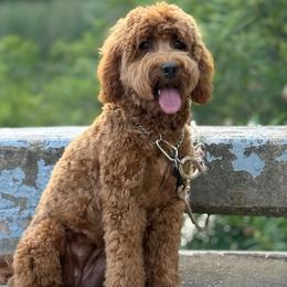 Birdie - Labradoodle