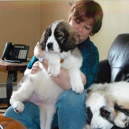 Pyrenean Mastiff Puppies from SaddleDog Farm