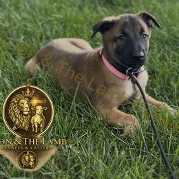 Belgian Malinois Puppies from Lion and The Lamb Kennel