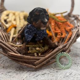 Chestnut - Phantom male Bernedoodle puppy in Ocala, Florida from Bernedoodles of Florida