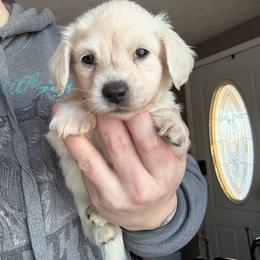 Cream boy - Cream male Dachshund puppy in Mount Vernon, Ohio from Double A Dachshunds