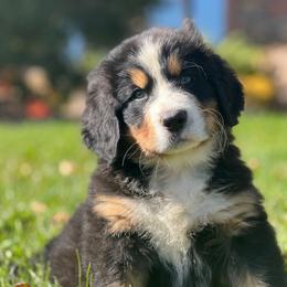 Willow - Black rust and white female Bernese Mountain Dog puppy in Stone Creek, Ohio from Highland Meadows