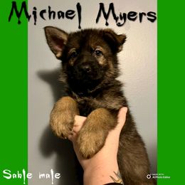 Michael Myers - Sable male German Shepherd puppy in Lewisburg, Kentucky from RED’s German Shepherds