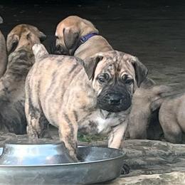 Brindle male - Brindle male Boerboel puppy in Guysville, Ohio from Fueled Kennel
