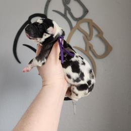 Purple Collar - Harlequin female Great Dane puppy in Alton, Illinois from Show Me Great Danes and Basset Hounds