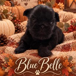 Blue Belle - Black female Shih Tzu puppy in Montgomery, Texas from Furbourne Farm