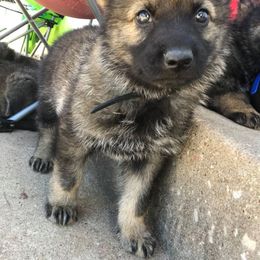 German Shepherd Puppies from Olsen Creek Kennels