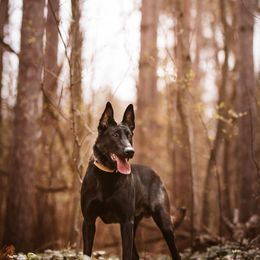 Belgian Malinois puppies from Red Acres Working Line K9s