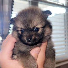 Socks - Black parti male Pomeranian puppy in Hernando, Mississippi from The Pom Squad