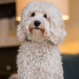 Australian Labradoodles from Ann Pacheco