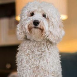 Australian Labradoodles from Ann Pacheco