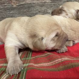 Third Pick of Male Pups - Yellow male Labrador Retriever puppy in Freeport, Illinois from Rock Hollow Retrievers