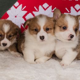 Cardigan Welsh Corgi and Pembroke Welsh Corgi Puppies from Corgi 4 Christ