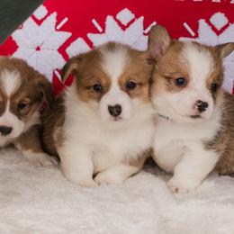 Cardigan Welsh Corgi and Pembroke Welsh Corgi Puppies from Corgi 4 Christ
