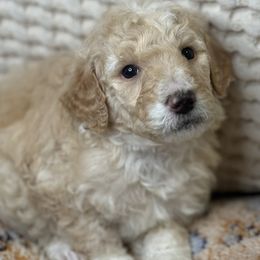 Assorted Doodle Crosses Puppies from LaiCi Doodles