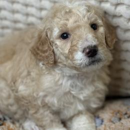 Assorted Doodle Crosses Puppies from LaiCi Doodles