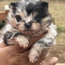 Blue - Blue merle male Pomeranian puppy in Kansas City, Missouri from S&K Pomeranians