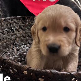 Boy 5 - Golden Retriever puppy in Spokane Valley, Washington from Golden Beginnings