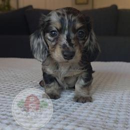 F-Summer Heat 3500 - Dapple female Dachshund puppy in Texarkana, Arkansas from Dogwood Acre Dachshunds