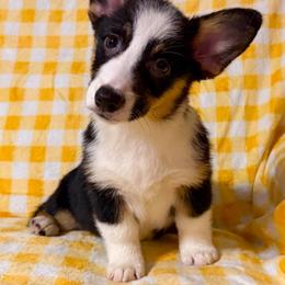 Girl 3 - Black and tan female Pembroke Welsh Corgi puppy in Surprise, Arizona from Ruff and Rowdy Corgis