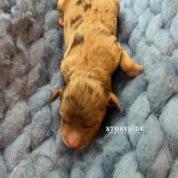 Biscuit - Brown merle male Aussiedoodle puppy in Cassville, Wisconsin from Storyside Kennels