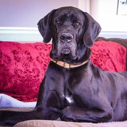 Zeus - Great Dane