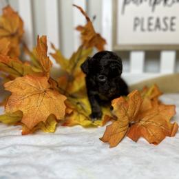 Poodle All Grown Up from Parti-Pawz