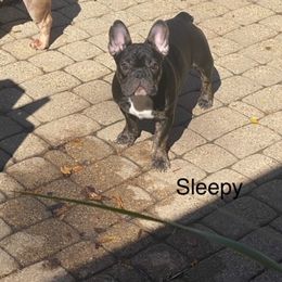 French Bulldog Puppies from 2 J’s Frenchies