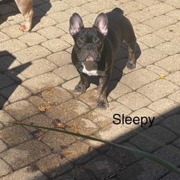 French Bulldog Puppies from 2 J’s Frenchies
