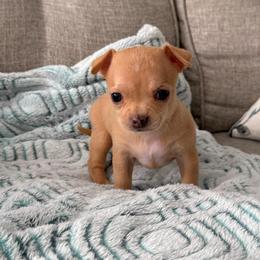 Nala - Fawn female Chihuahua puppy in High Point, North Carolina from Treasured Chihuahuas