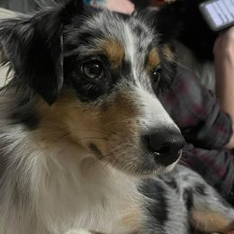 Millie - Miniature American Shepherd