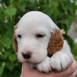 English Setter Puppies from English Setters of the Eyrie