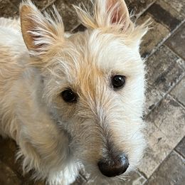 Hawkeye - Scottish Terrier