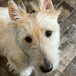 Hawkeye - Scottish Terrier