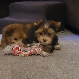 Yorkshire Terrier Puppies from Casey Clan Yorkies