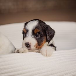 Peanut - Tri-color female Bernedoodle puppy in Conroe, Texas from Cookie's Cuties