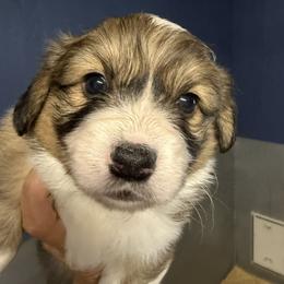 Jade - Green Collar Female - Red female Pembroke Welsh Corgi puppy in Victoria, Texas from Clear Creek Corgis