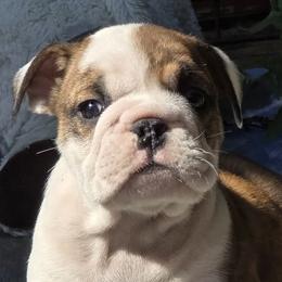 Sam - Red brindle and white male Bulldog puppy in Wichita, Kansas from Waltman's Bulldog's