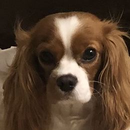 Lula G - Cavalier King Charles Spaniel